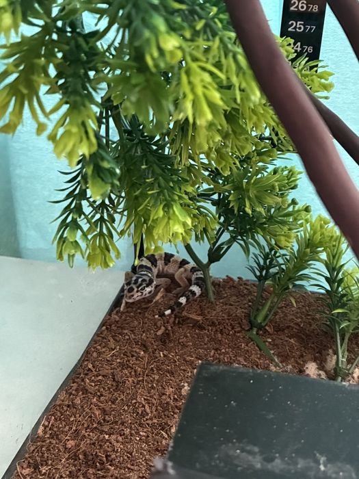 Бебе Леопардов гекон на 3 месеца