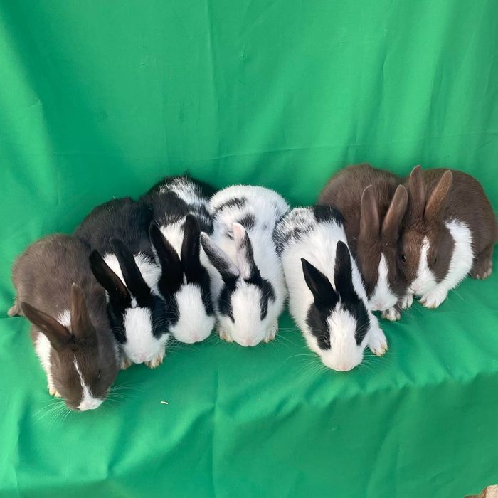 Кролики Голландский Панда Panda zotli Quyonlar