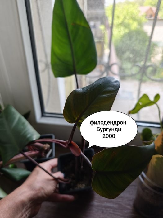 Комнатные цветы домашние
