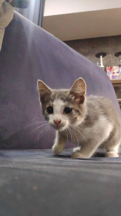 Котёнок ищет любящую семью