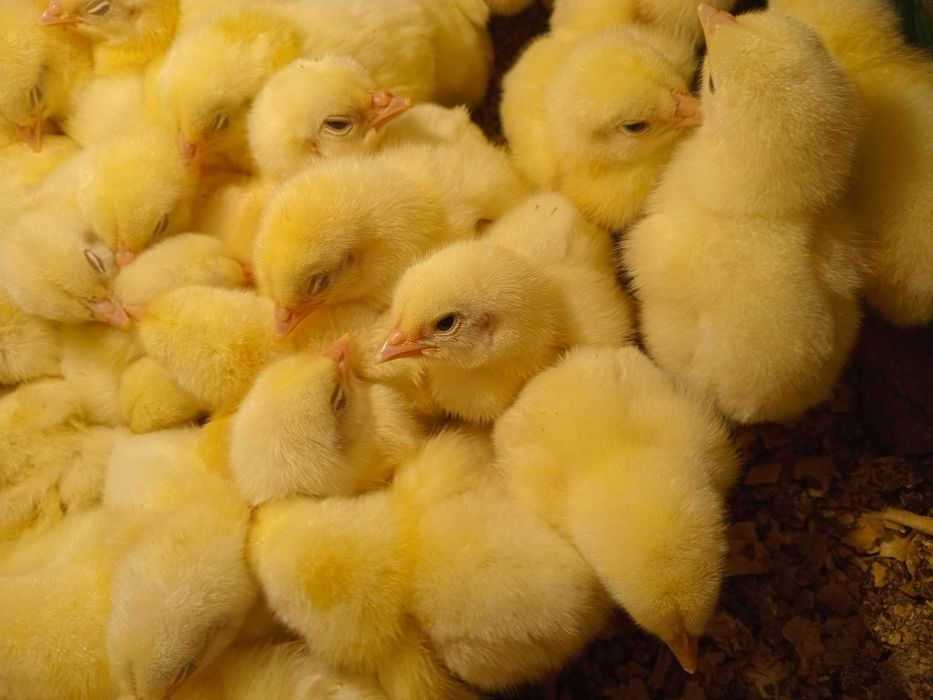 Продам суточный бройлер