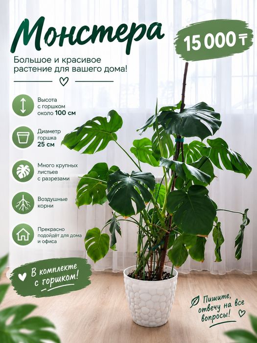 Комнатное растение Монстера(Monstera deliciosa)