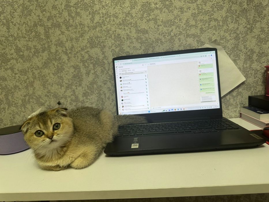 Котенок  шиншилла