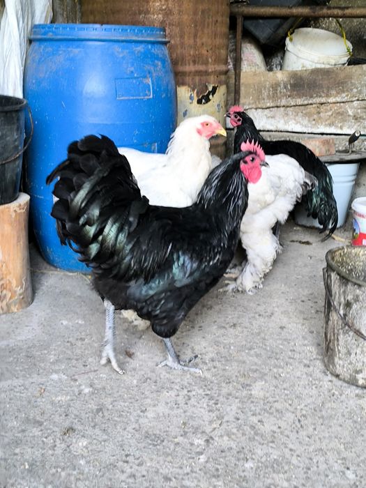 Cocos australorp