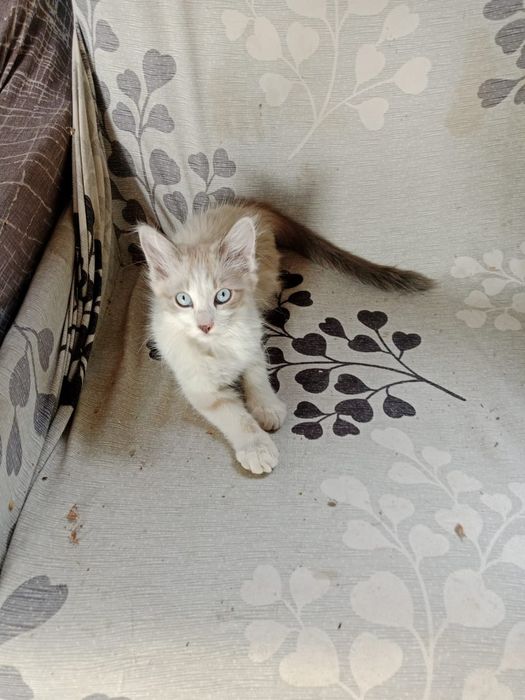 Отдам котят вдобрейшие руки