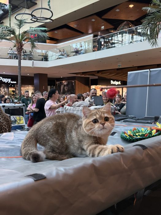 British shorthair