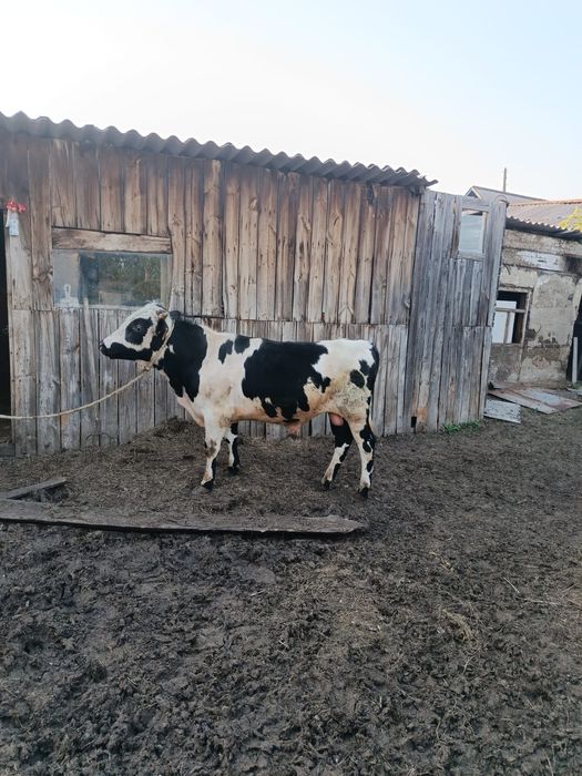 Продам бычок 1,5год
