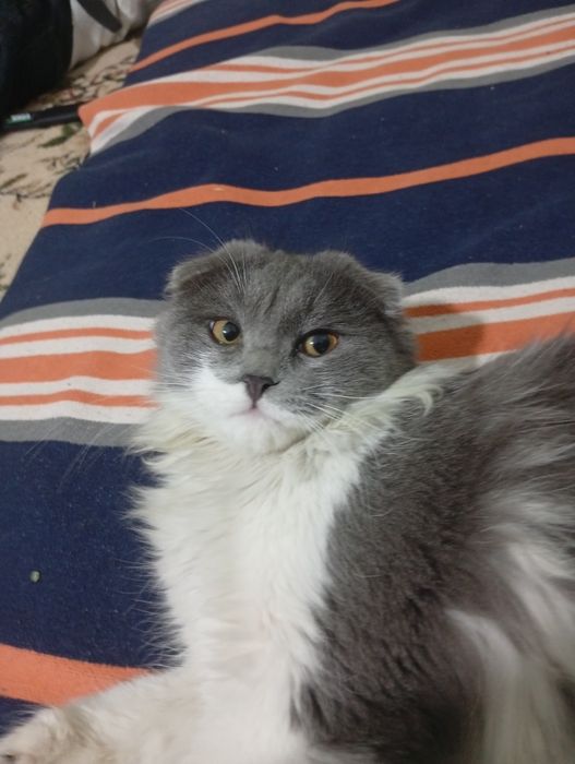 Веслоухий кот недорого