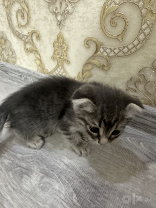 Продаются шотланские веслоухие котята