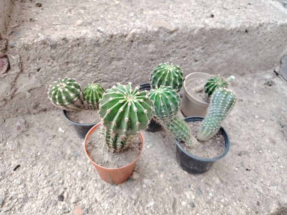 Цветя кактуси, дървото на живота