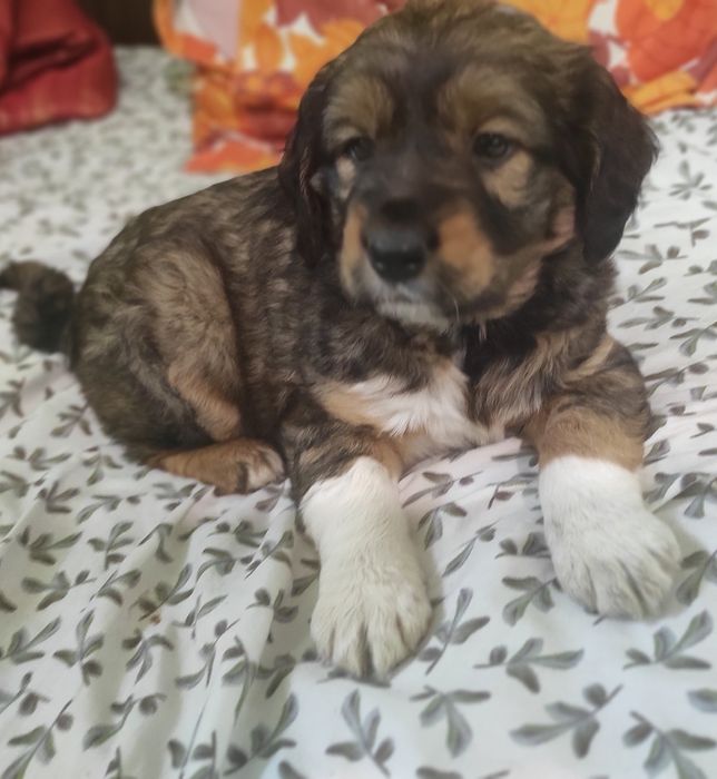 Бретон шпаньол,братче и сестриче