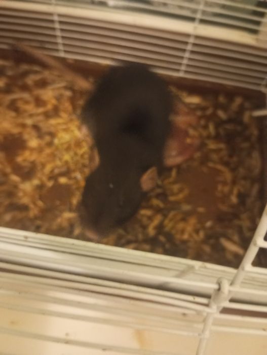 Отдам домашнию крысу даром.(Самка)