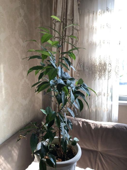 Фикус Бенджамин ағашы