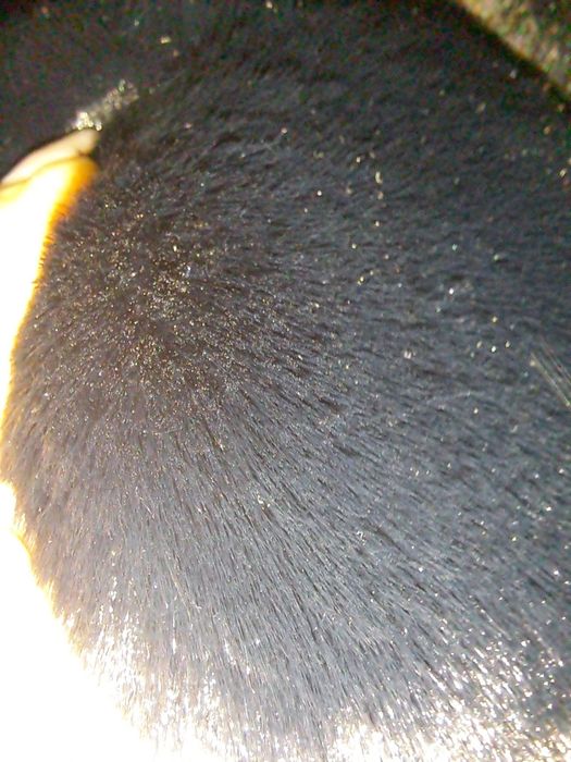 Ново палто С/М рр