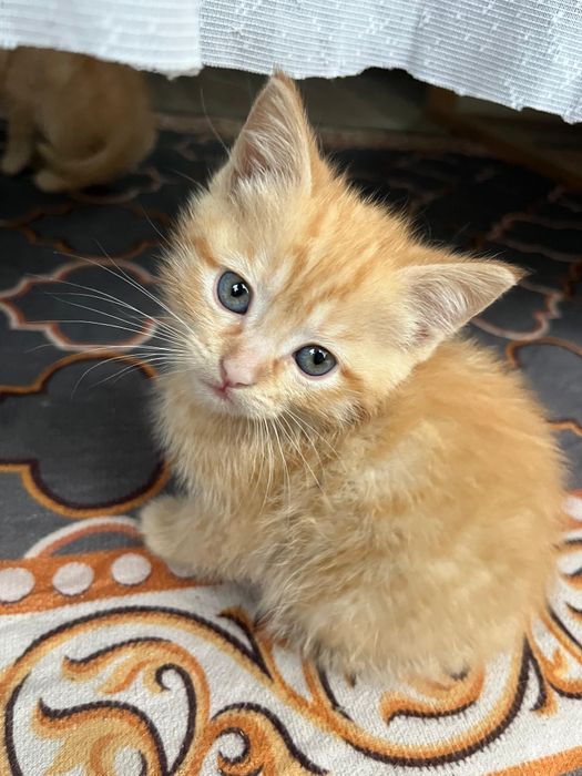 Отдам котят в добрые руки