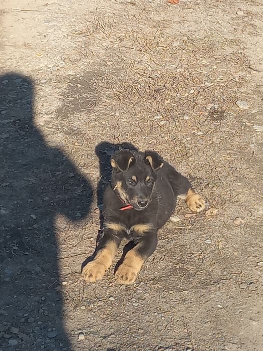 ВЕО еркек күшік 4-5 айлық