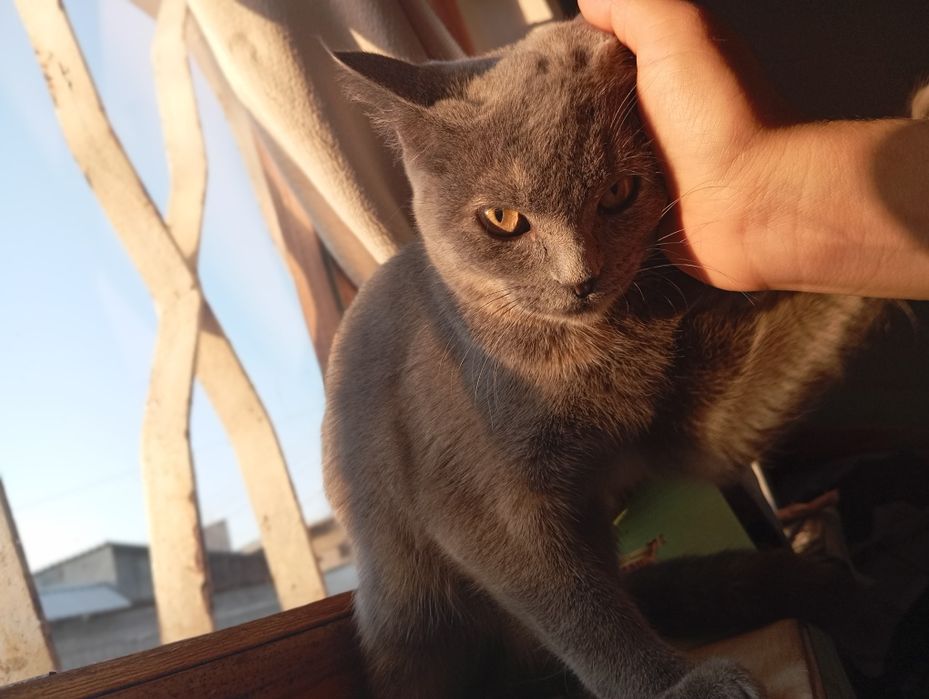 Mushuklar olish va sotish