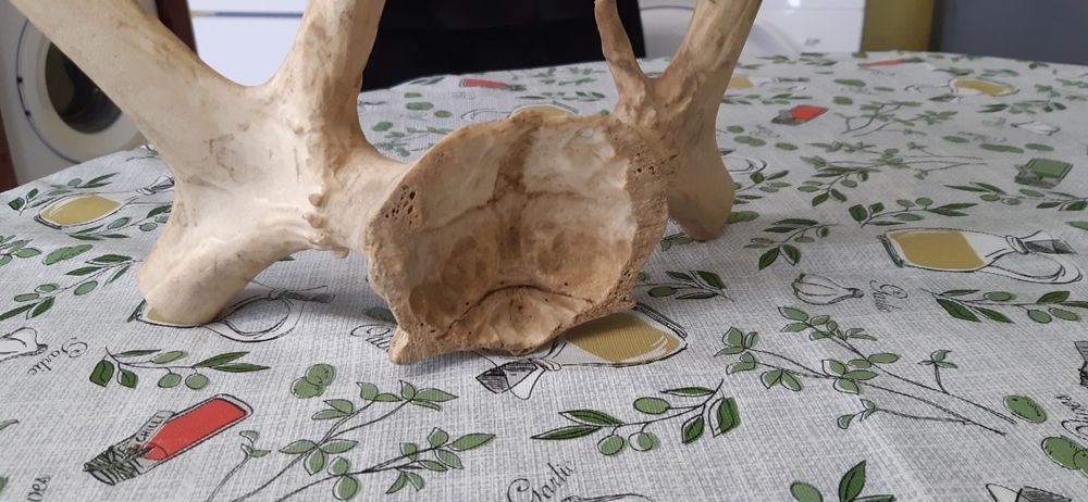 Северен елен рядък ловен трофей