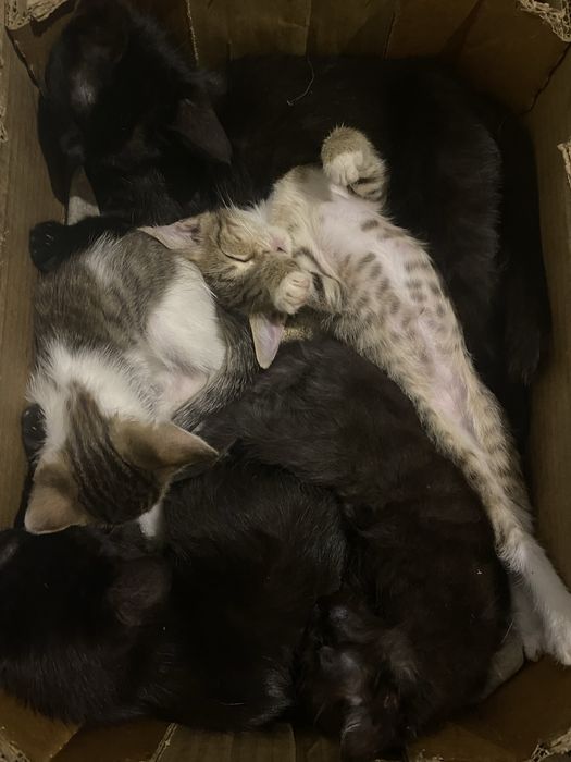 Отдам котяток в хорошие ручки.