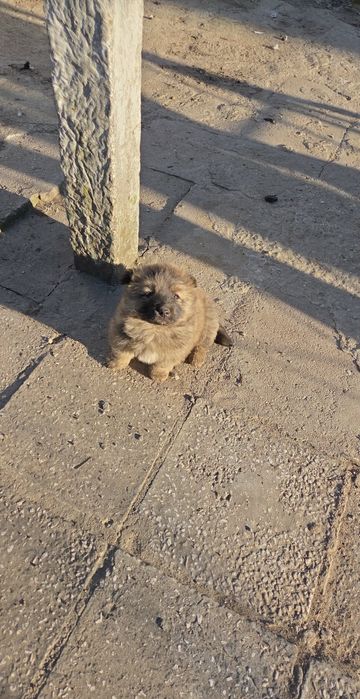 Подарявам 2 женски кученца.