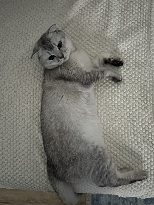 Шотландский висолухий