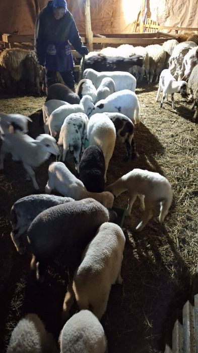 Агнета шилета  кочлета овце