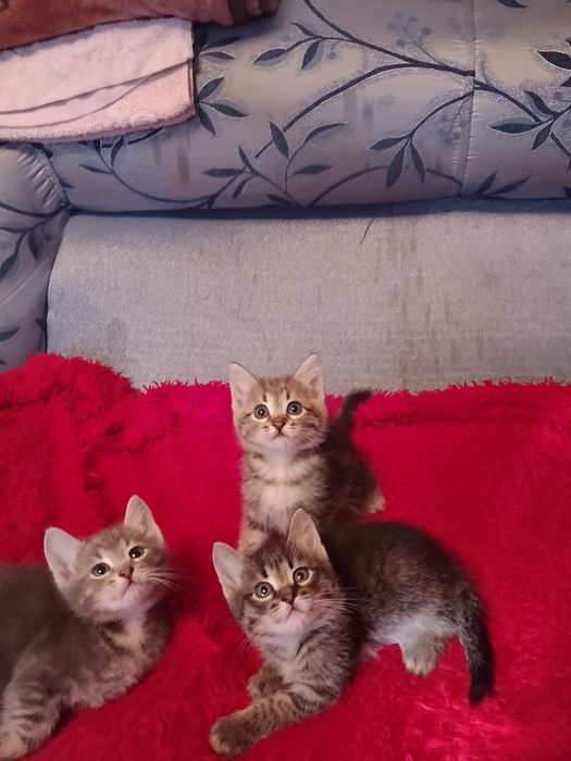 Отдам котят бесплатно