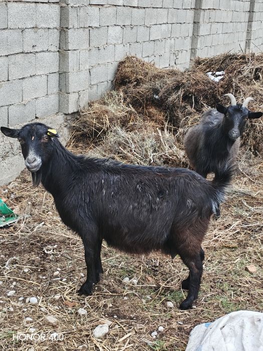 Ешкилер сатылады