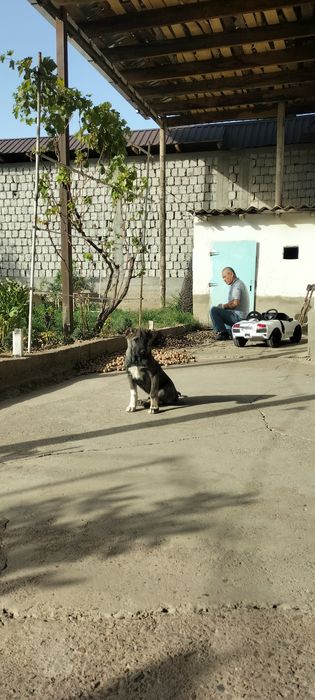 КАНГАЛ щенок  3 месяцев