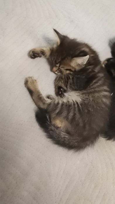 Продам котёнка мальчика