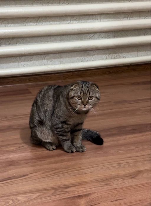 Scottish Fold mushuk