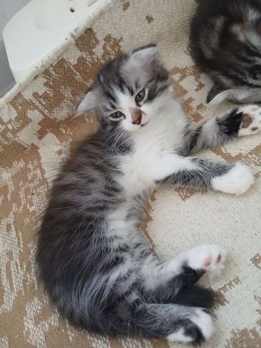 Шотландский вислоухи котята
