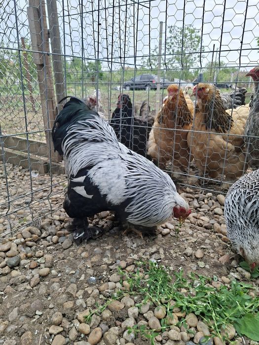 De vânzare găini Brahma Pitic HÎ