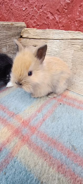 Iepurași cap de leu pitic mini