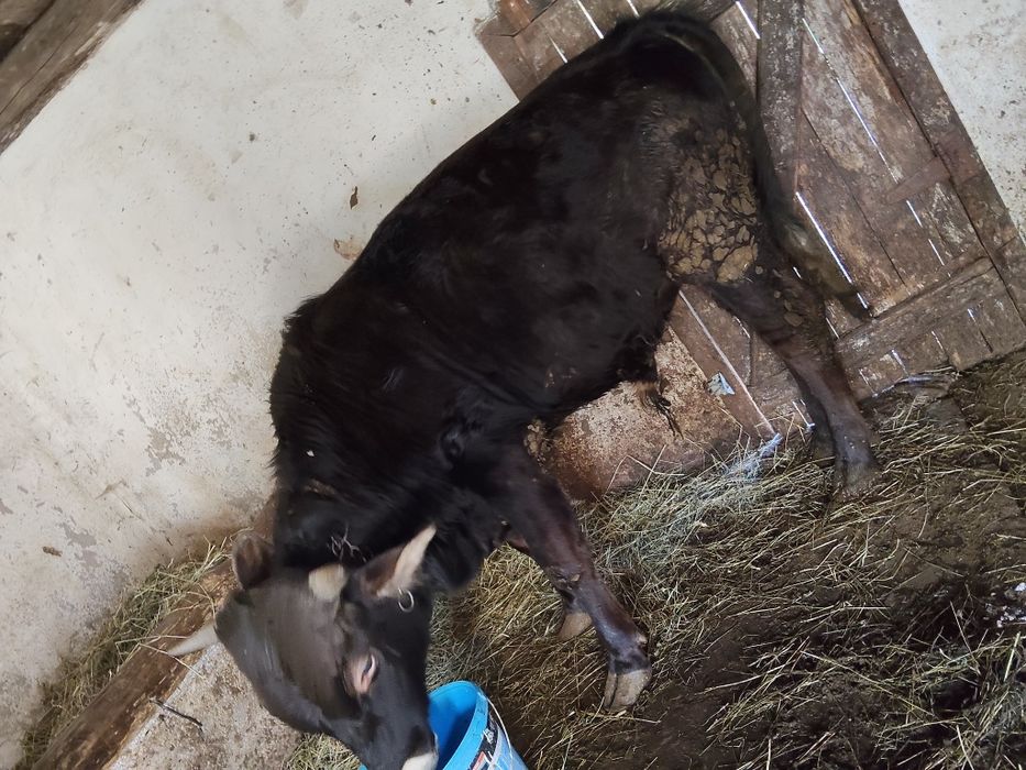 Vând tăuraș de 11 luni 270 280 kg