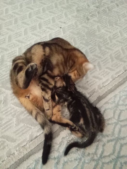 Мать с ребенком британ - бенгал