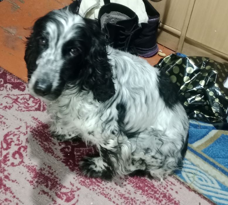 Пристраиваю собачку.