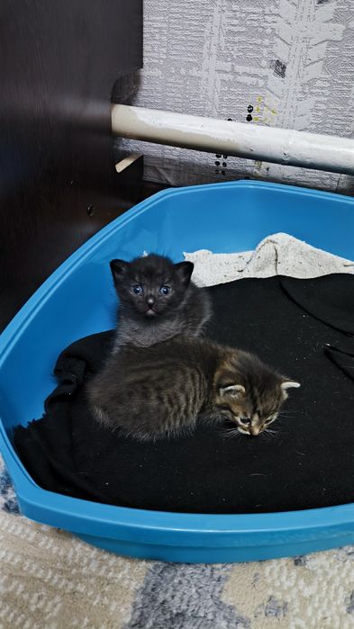 отдам котят в добрые руки