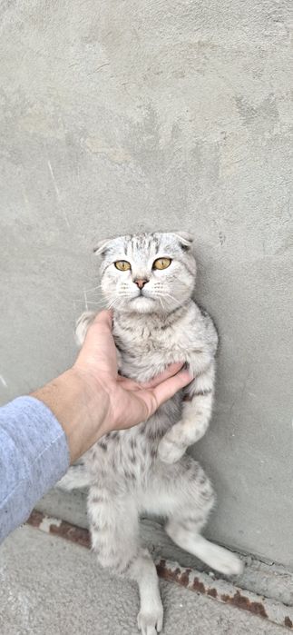 Скотчфолд кошка 6-7месяц
