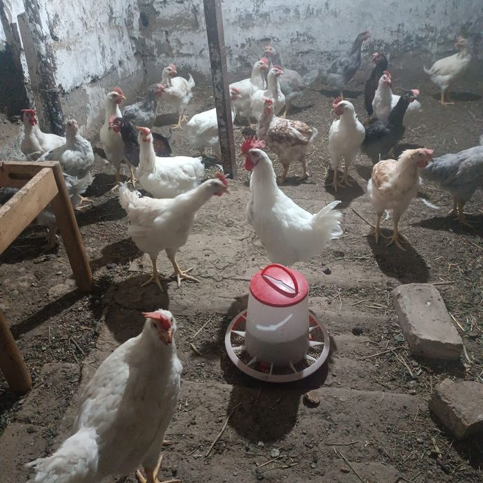 Продам петушков Ломан от несушек.