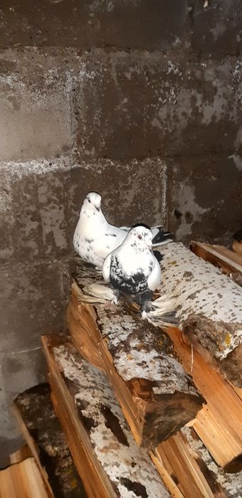 Есть в продаже две пары сочей