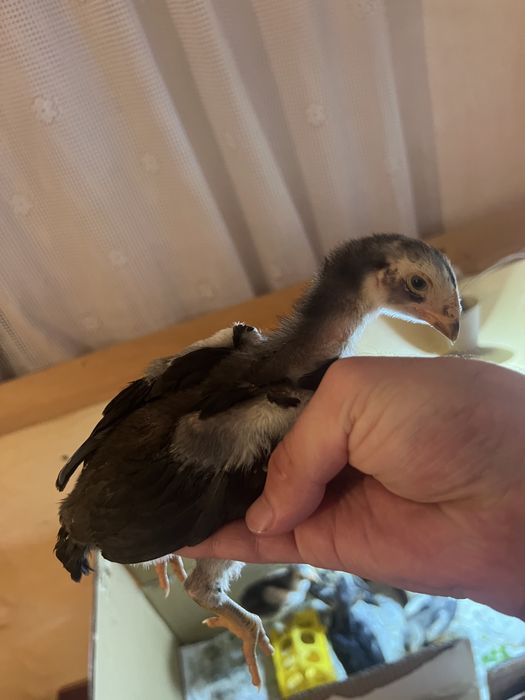 О Шамо цыплята дакан бойцовые