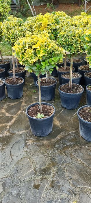 Prunus laucerasus englezesc- eunomius-tuia leylandi ( gard viu )