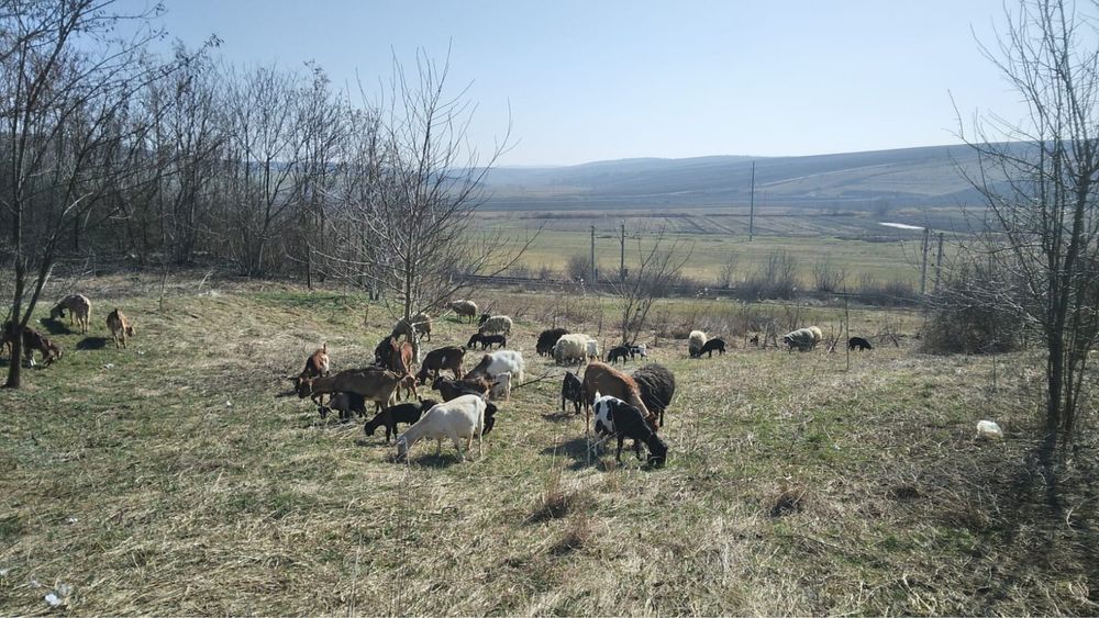 Capre de vanzare si oi