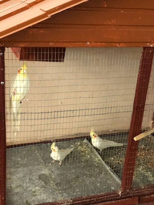 Попугай  сотилади