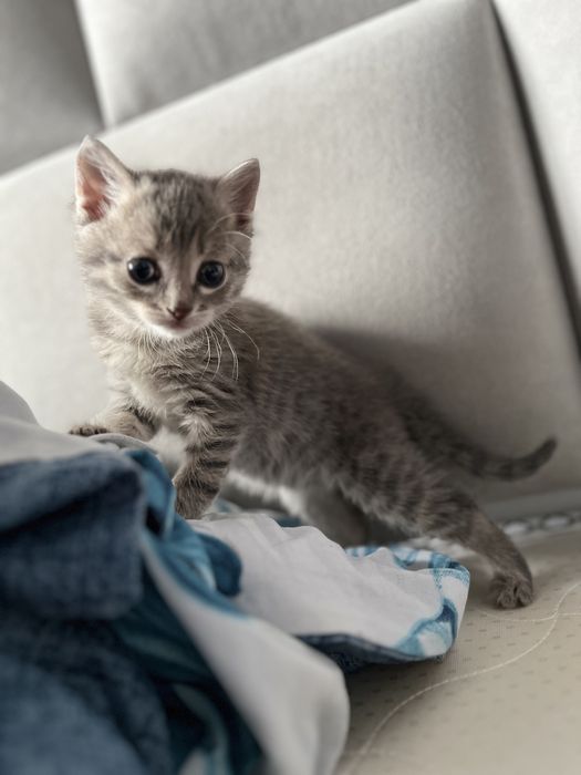 Отдам кота в добрые руки