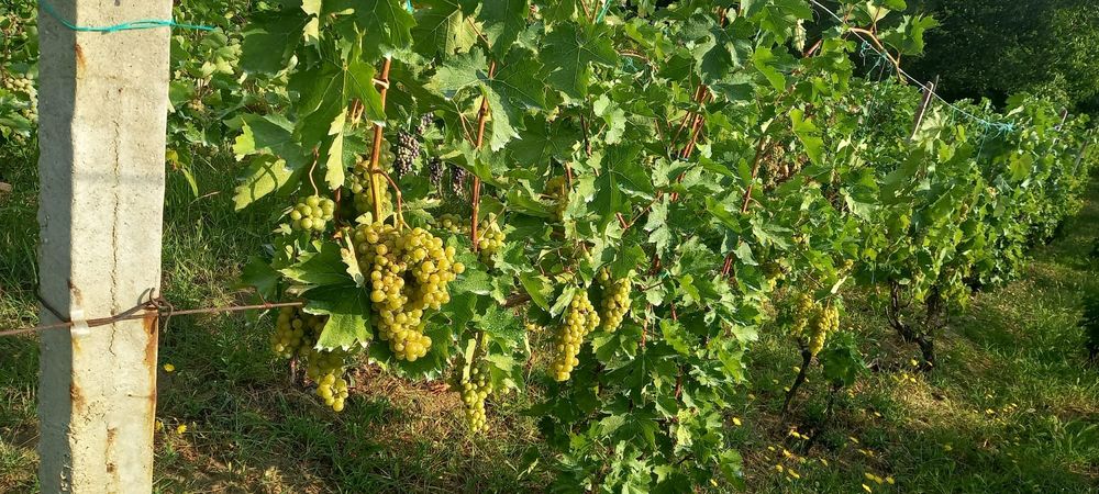 Vand struguri pentru vin