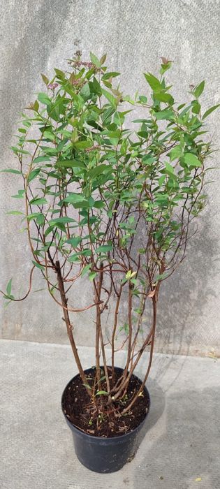 Продажа кустарников и деревьев оптом