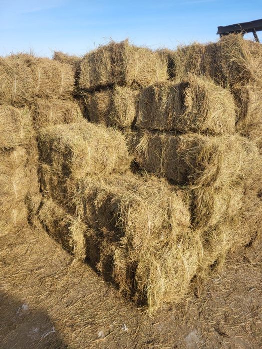 Сено житьняк сухое без гнили
