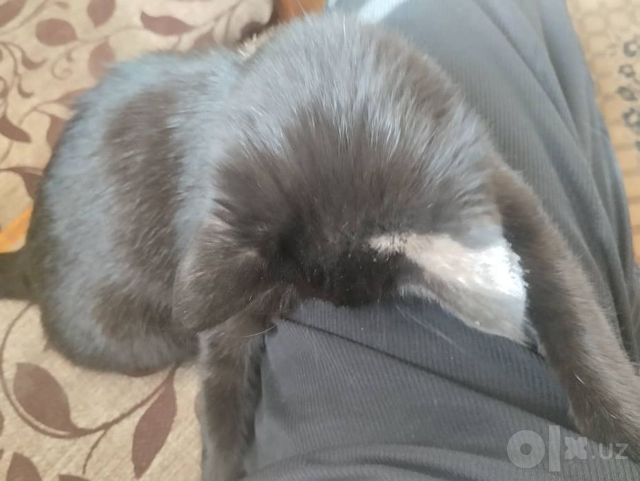 Срочно!!!Отдам в добрые руки!!!